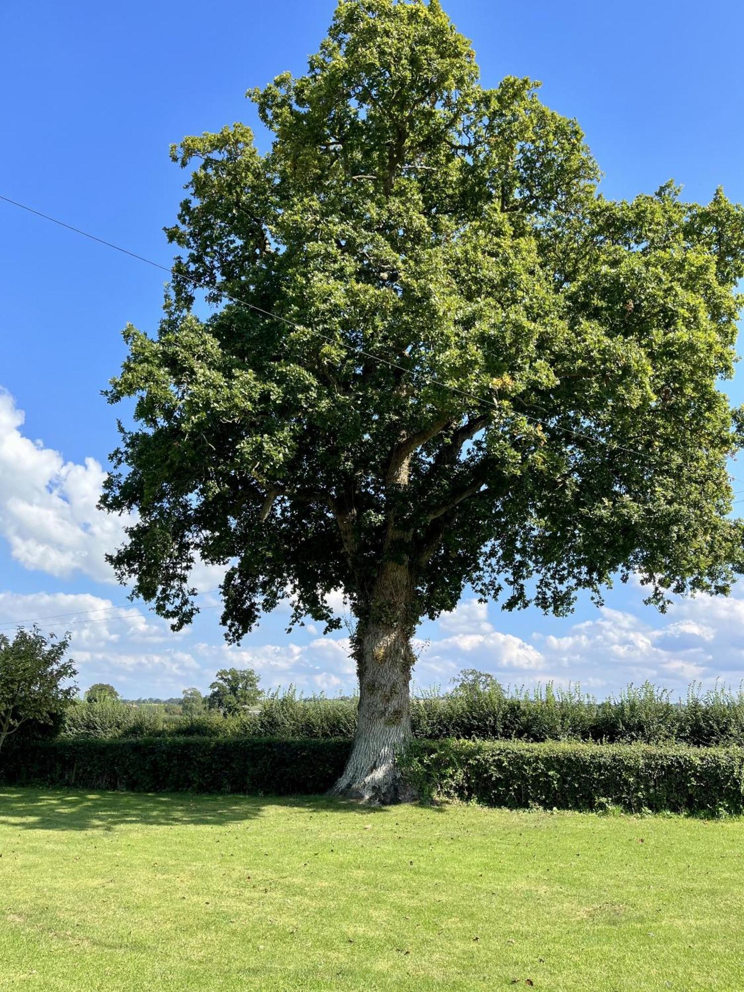 Priors Oak - A Cosy Studio With Countryside Views In Dorset Stalbridge Zewnętrze zdjęcie